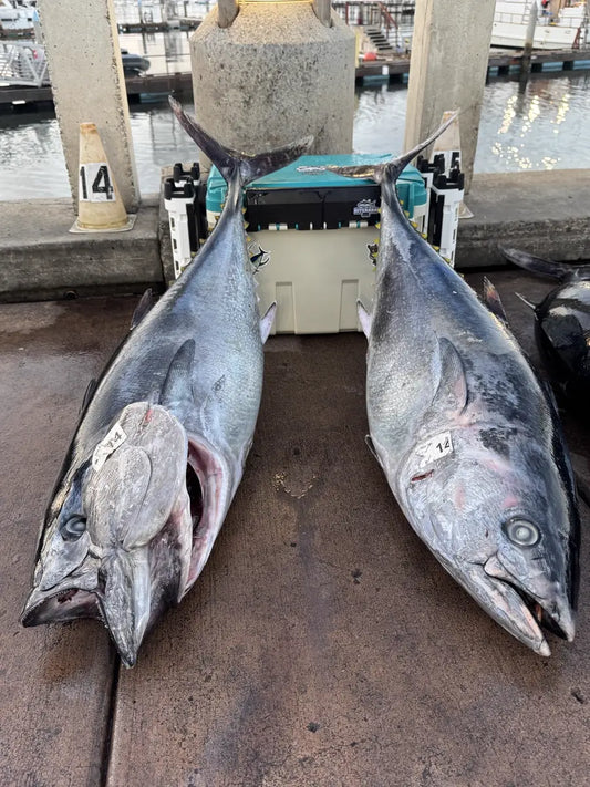 Two bluefin tuna laid out on the dock in front of the Hao2Fish 30QT Tackle Box, rod holders clipped to its side rail, San Diego, July 2026